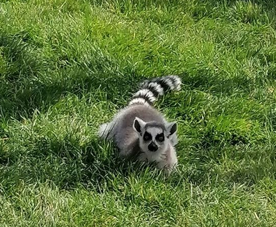 2024蘭州野生動物園門票價格+預約入口+營業(yè)時間+特色項目