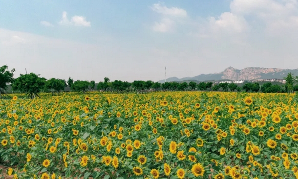 花語人間景區(qū)