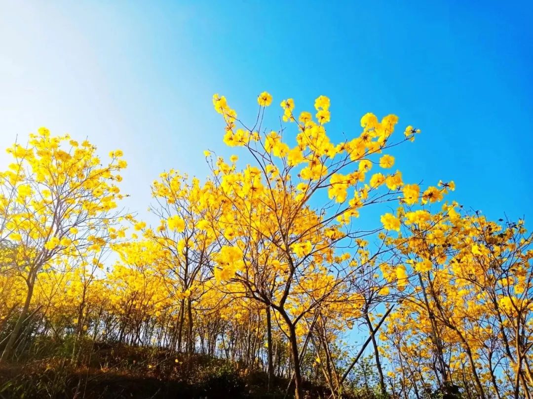 山狼叢林越野基地