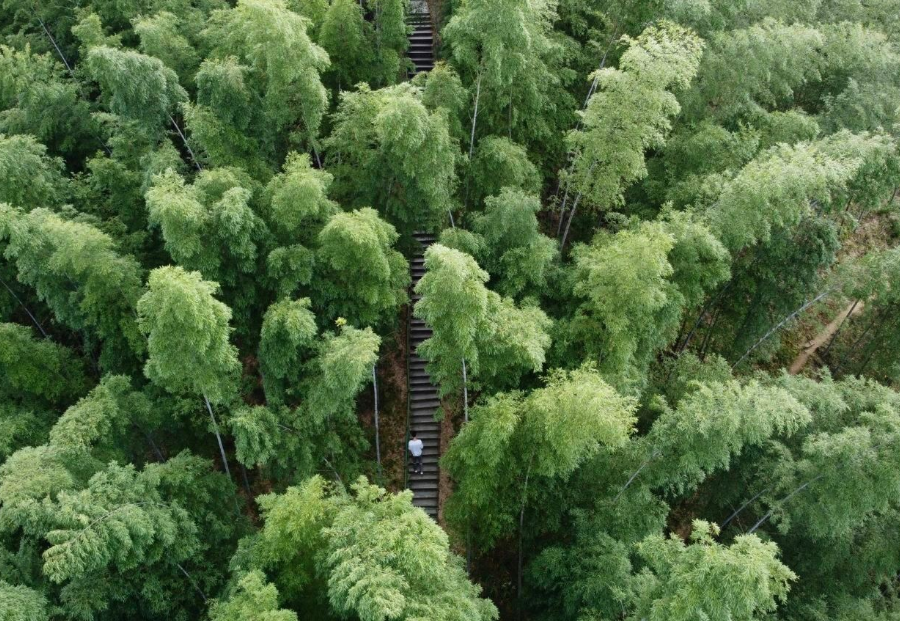 木坑竹海