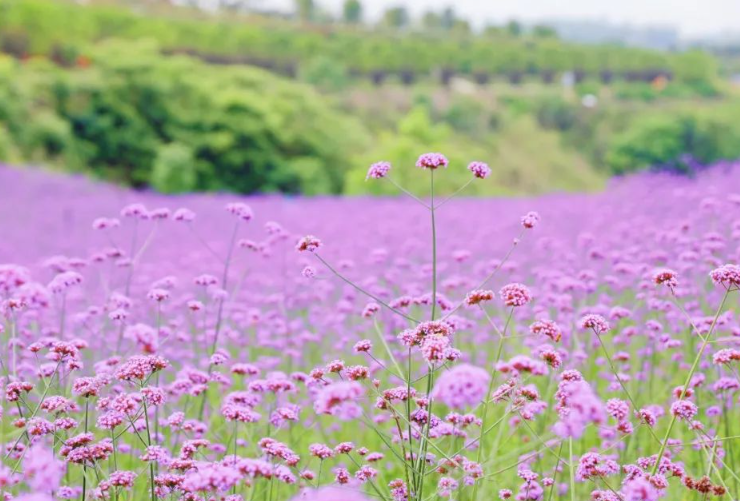 貢之源·花仙谷