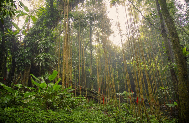 海南百花嶺熱帶雨林文化旅游區(qū)