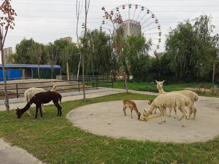 揚(yáng)州寶應(yīng)動物園