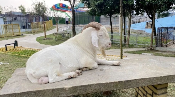 揚(yáng)州寶應(yīng)動物園3.png