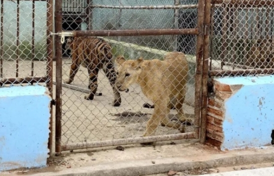 揚州寶應動物園