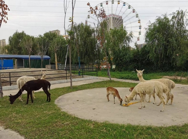 揚州寶應動物園