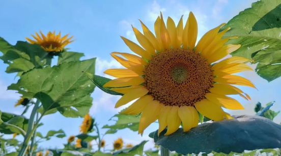 八卦洲陌上花渡