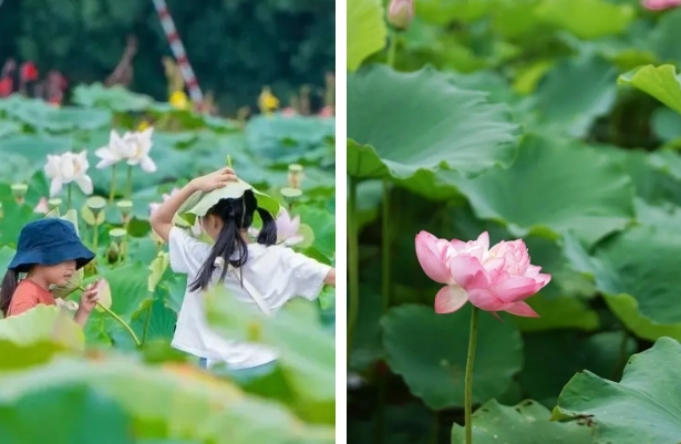 2025溫嶺田園牧歌旅游度假區(qū)門(mén)票價(jià)格+地址+預(yù)約入口