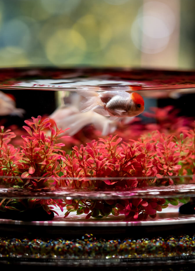 深圳夢幻金魚藝術(shù)展