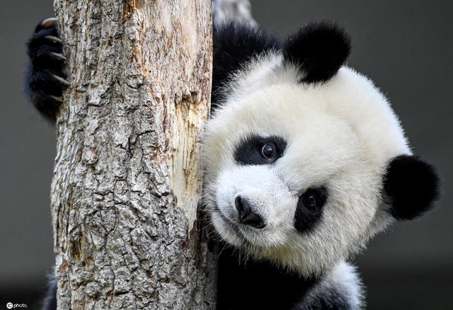 合肥野生動物園