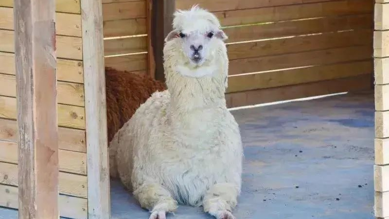 水墨大埝森林動物園