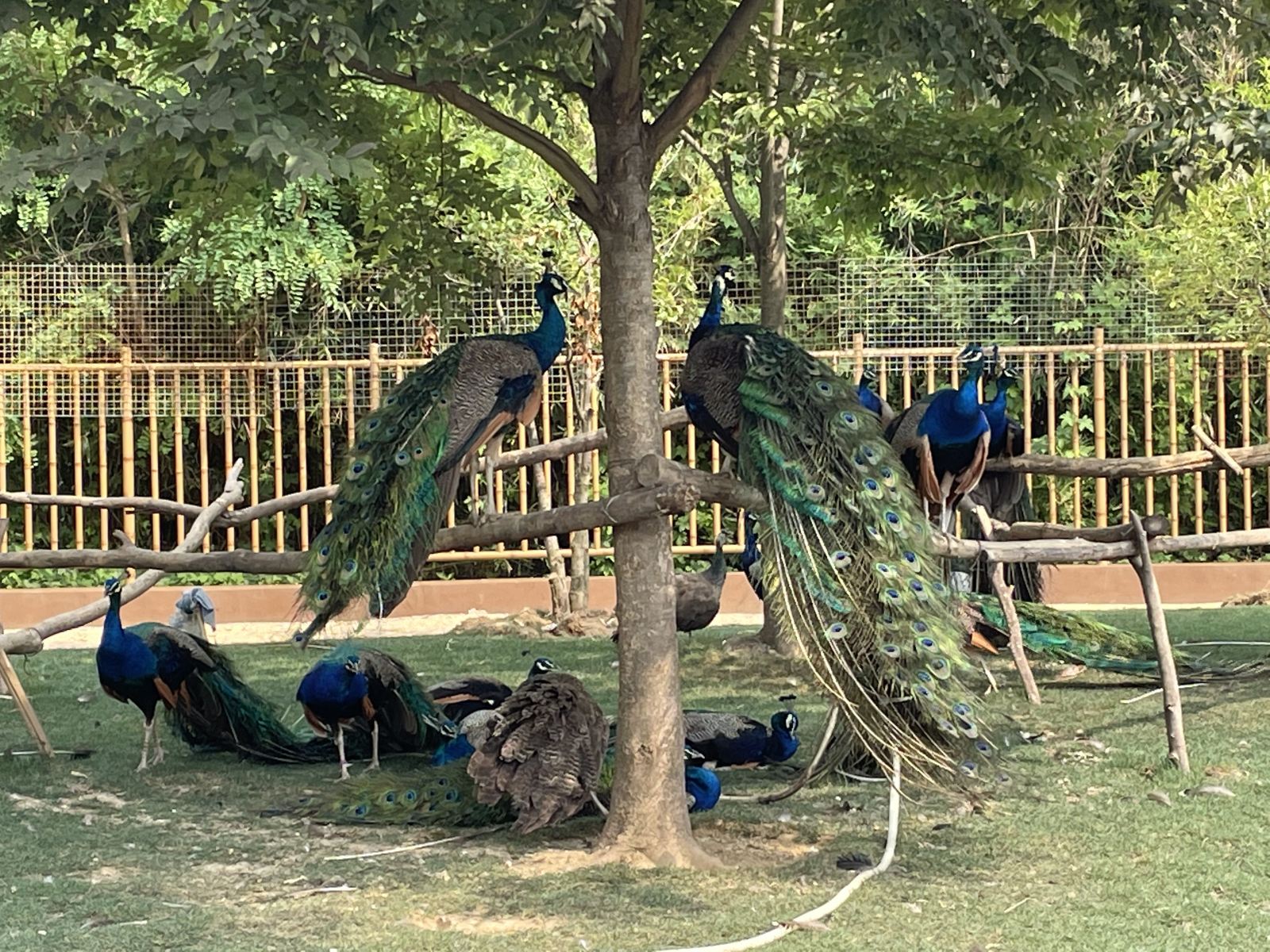 水墨大埝森林動物園