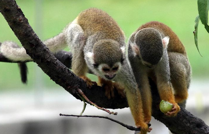 中山公園動物園