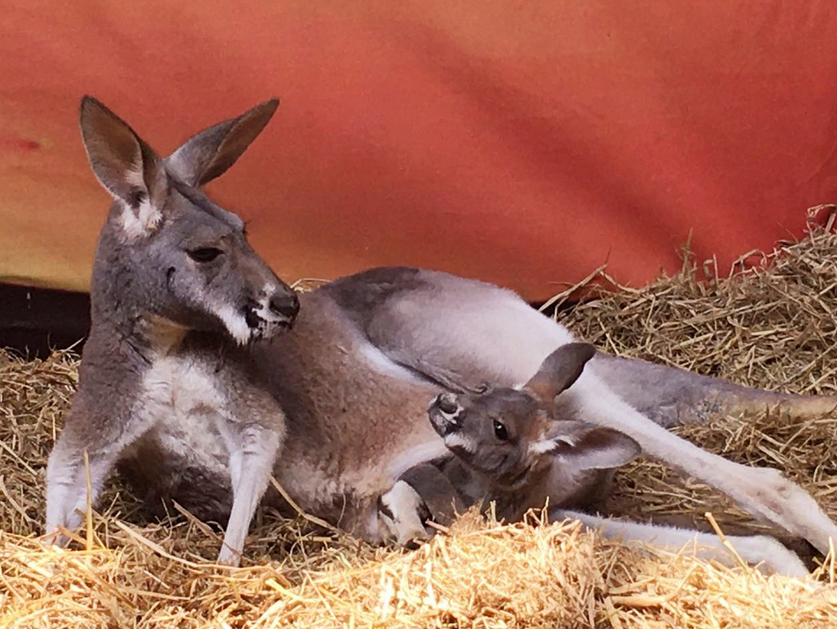 中山公園動物園