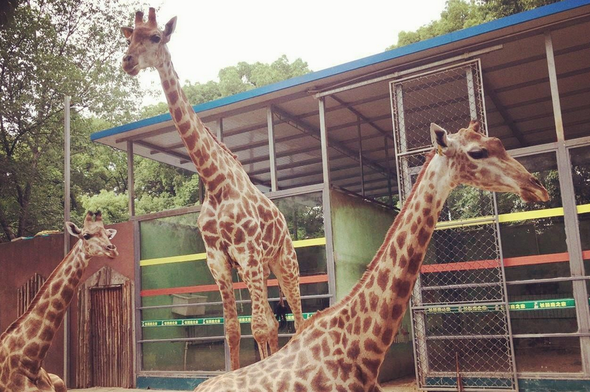 中山公園動物園