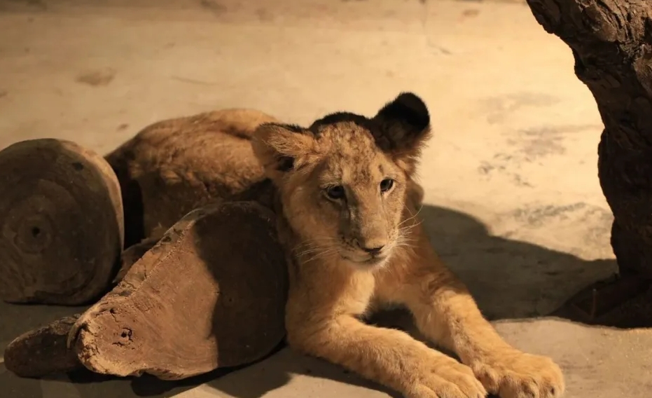 中山公園動(dòng)物園3.png