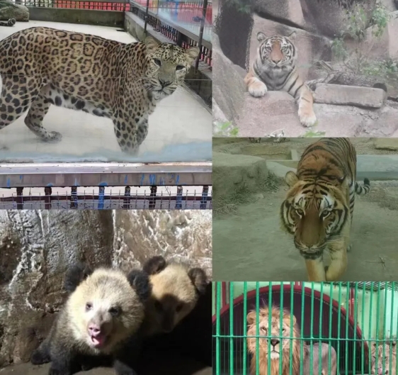 中山公園動(dòng)物園2.png