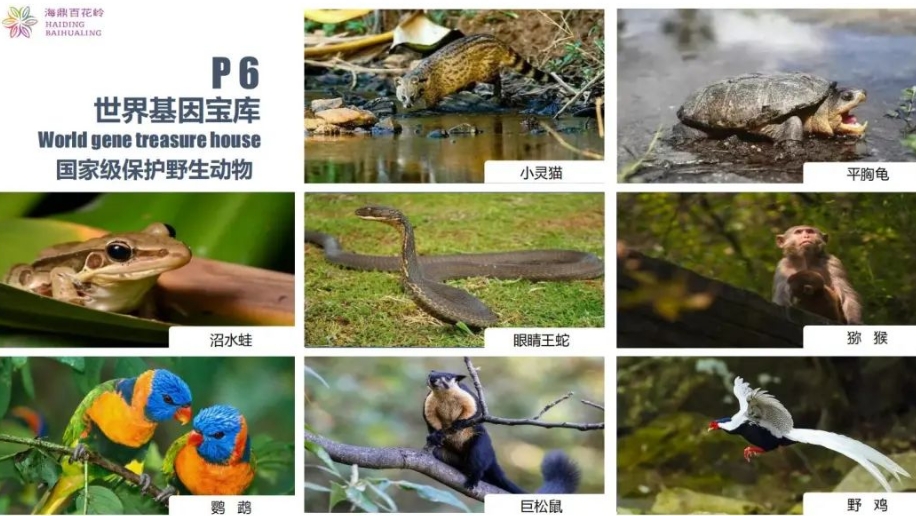 海南百花嶺