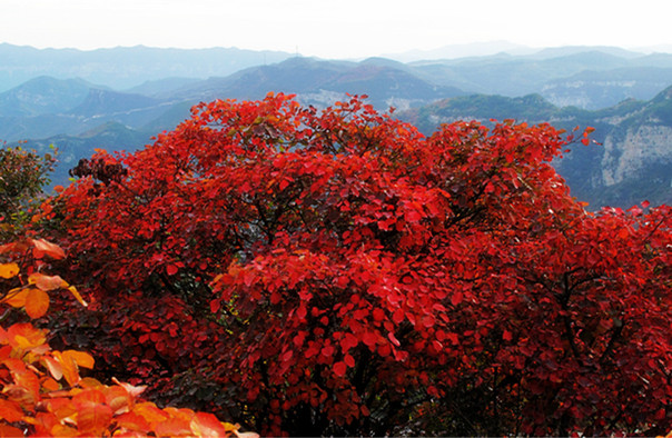 神农山4.jpg