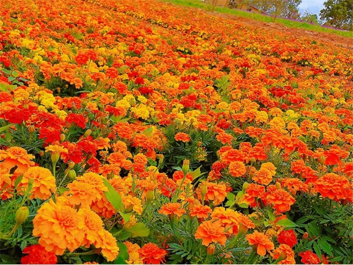 河源花仟谷歡樂(lè)田園