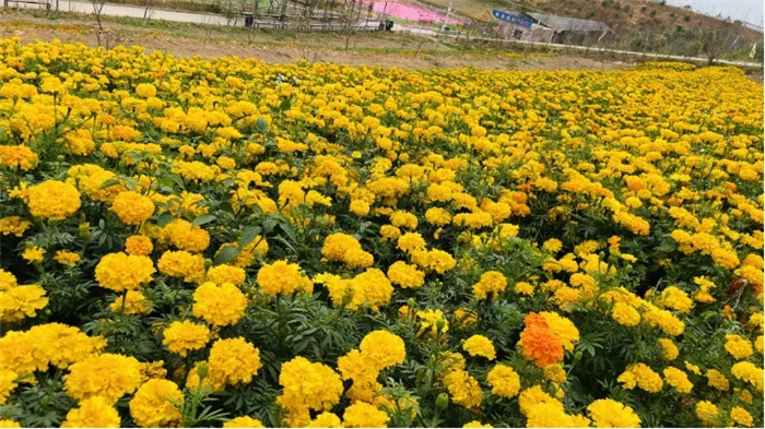 河源花仟谷歡樂田園