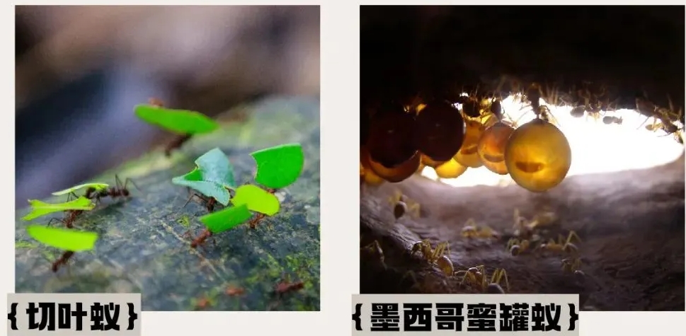 佛山昆虫自然博物馆