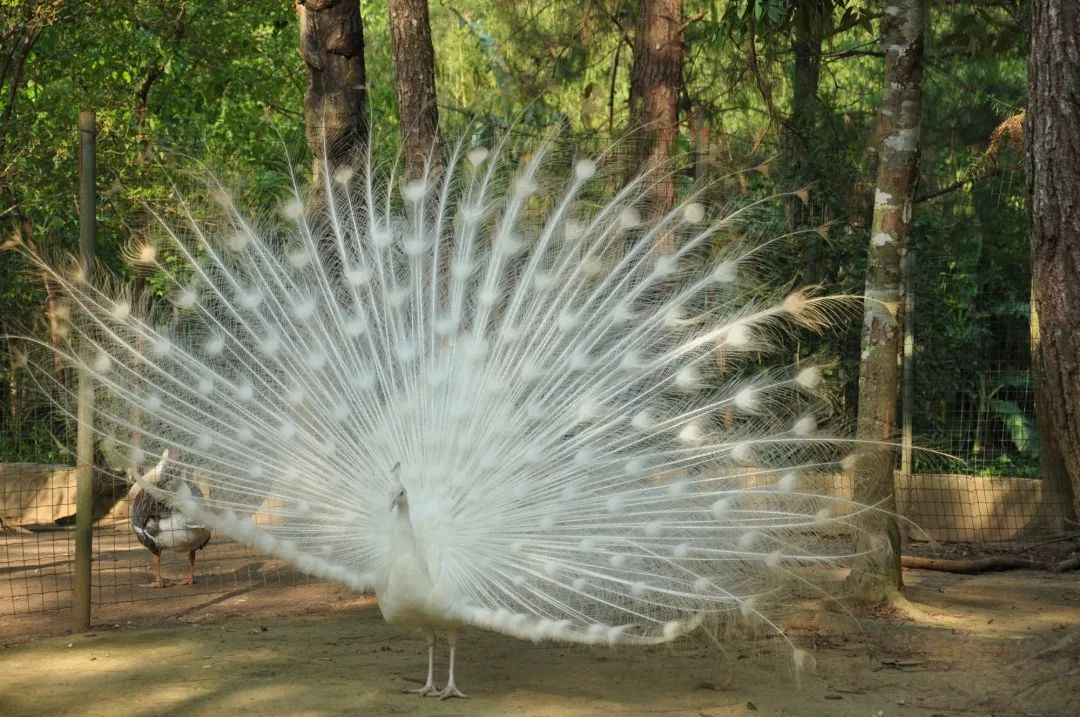 防城港百鳥樂園