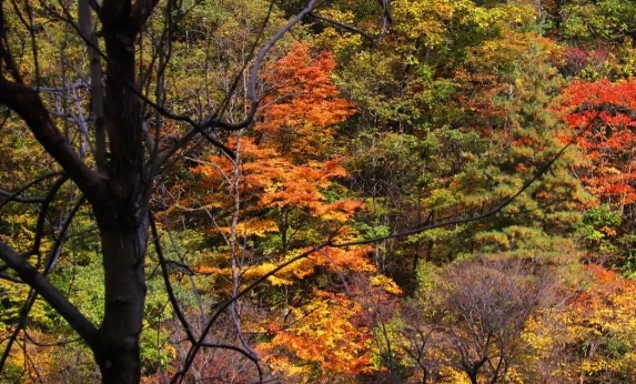 寶雞青峰峽森林公園2.png