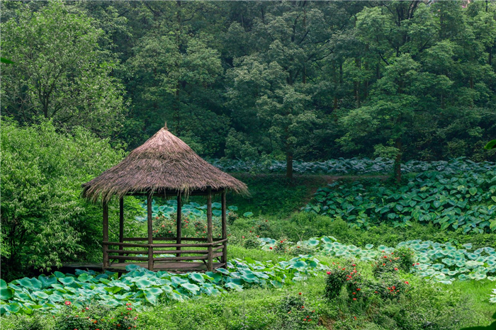 重慶雨臺山風景區(qū)