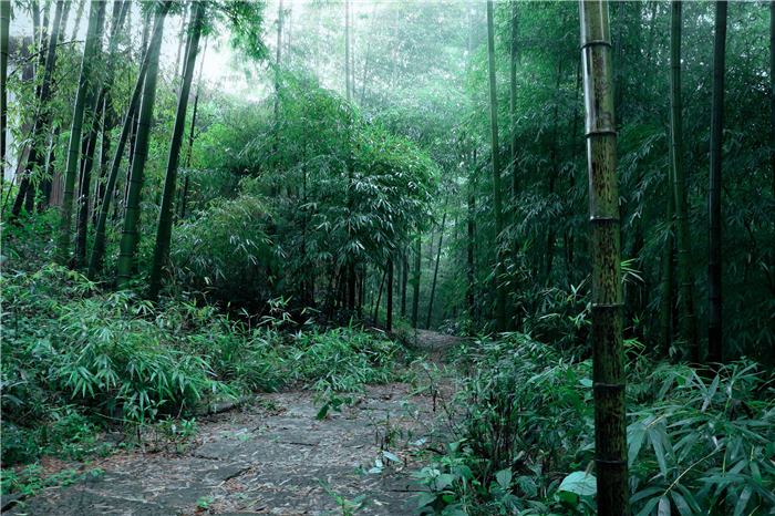 重慶雨臺山風景區(qū)