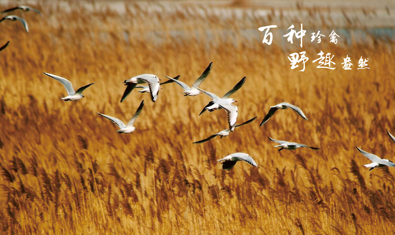 合阳洽川风景名胜区