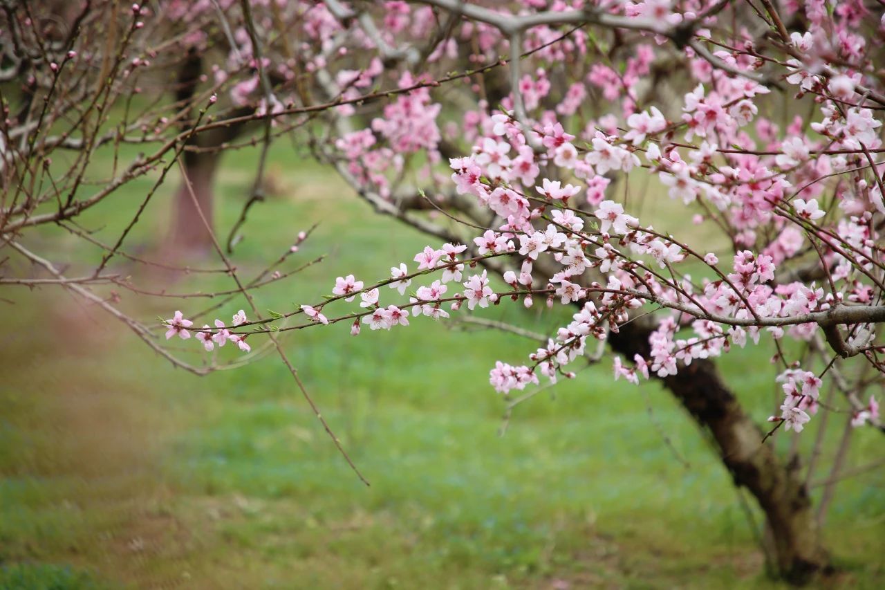 阜寧桃花源景區(qū)