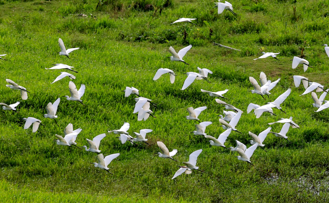 天湖鷺鳥生態(tài)風景區(qū).png