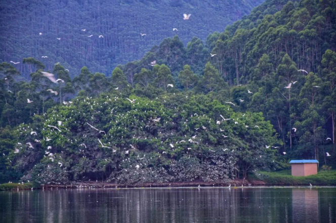 天湖鷺鳥生態(tài)風景區(qū)2.jpg