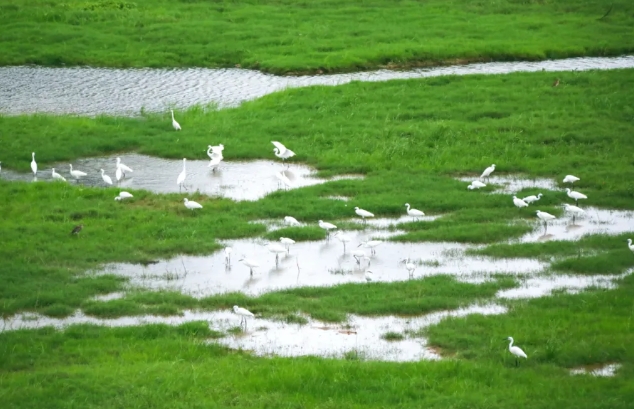 天湖鷺鳥生態(tài)風景區(qū)