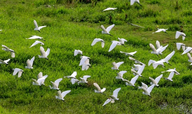 天湖鷺鳥生態(tài)風景區(qū)