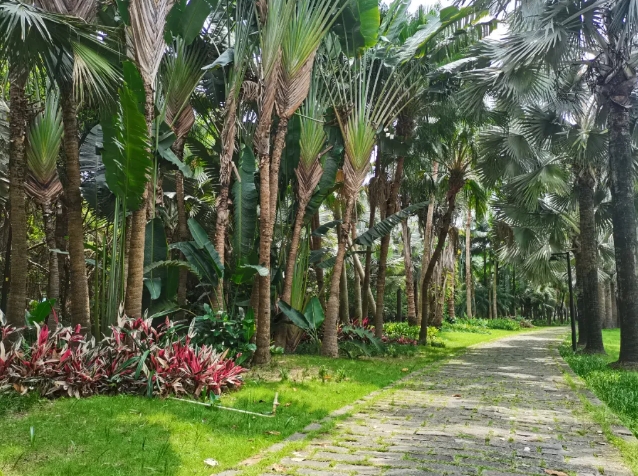 湛江南國熱帶花園