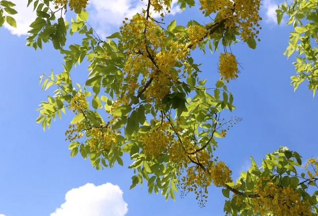 湛江南國(guó)熱帶花園