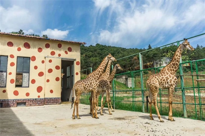 大青山野生動物世界