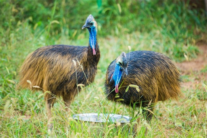 大青山野生動物世界