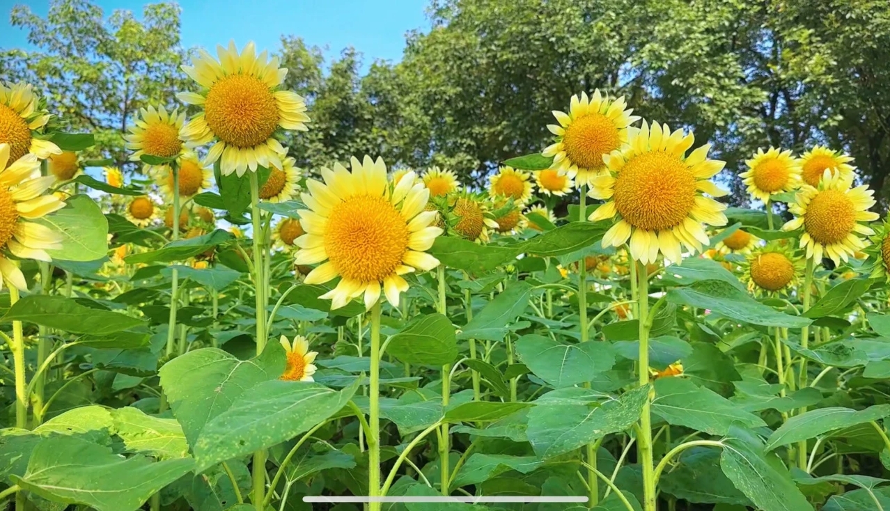 廣州云臺(tái)花園