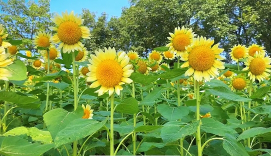 廣州云臺(tái)花園