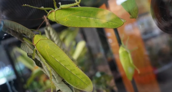 渭南活體昆蟲(chóng)生態(tài)博覽館3.png