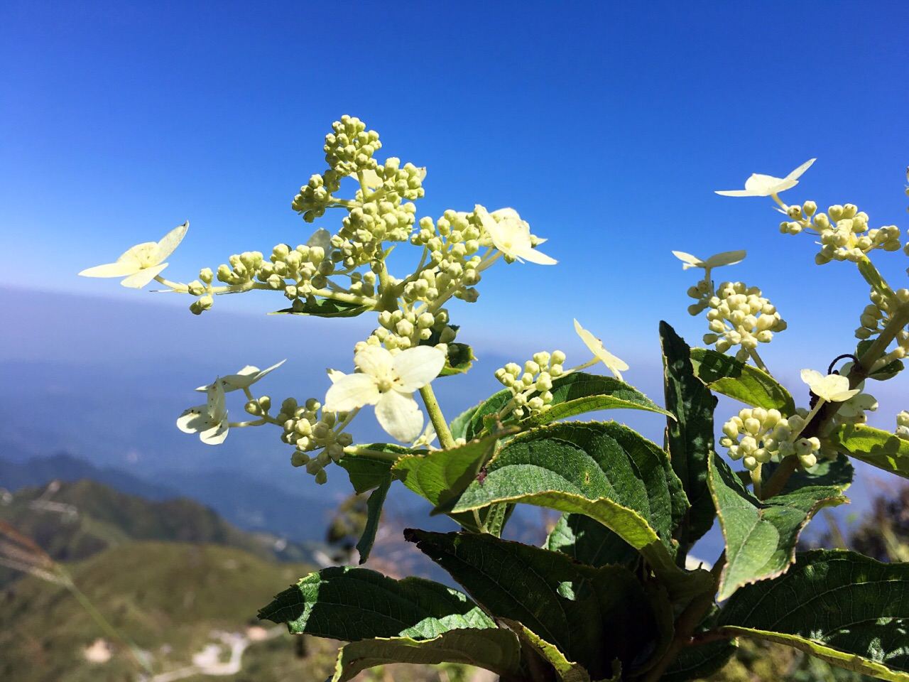 豐順銅鼓峰風(fēng)景區(qū)