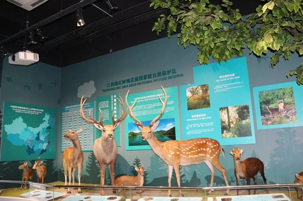 九江天花井國家森林公園