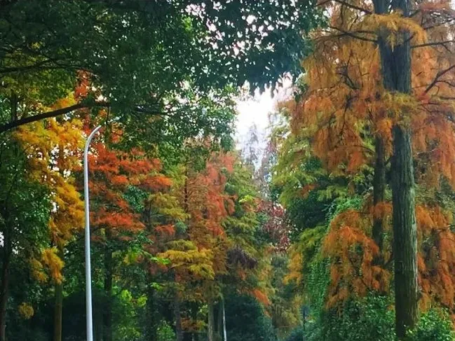 九江天花井國(guó)家森林公園