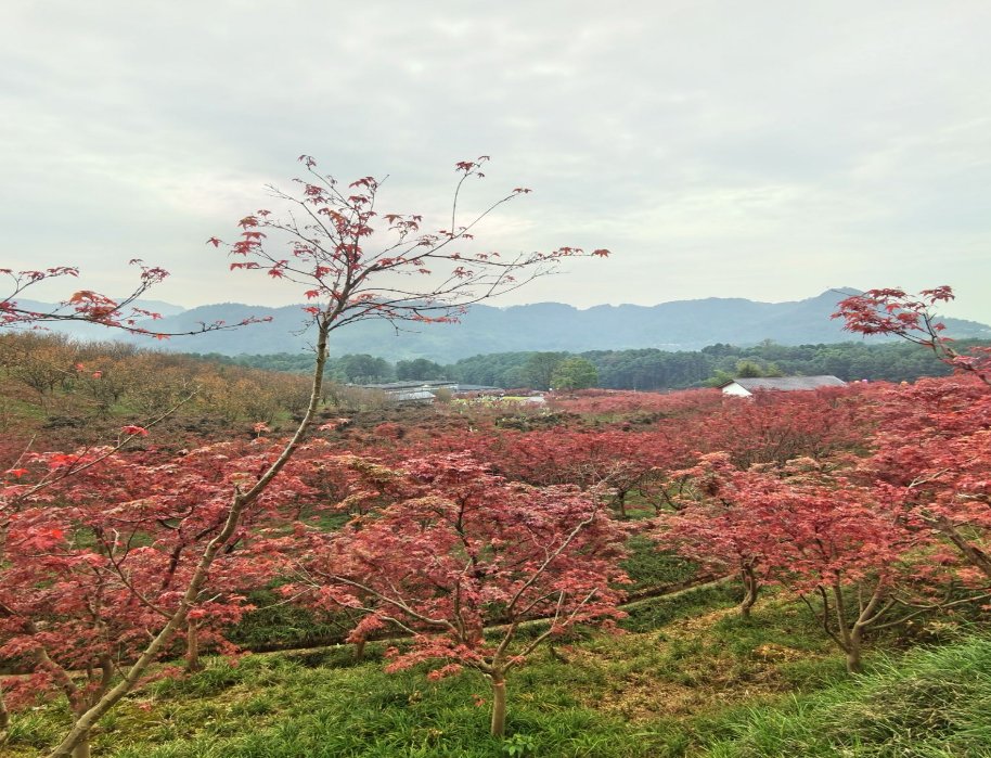 重慶南湖多彩植物園