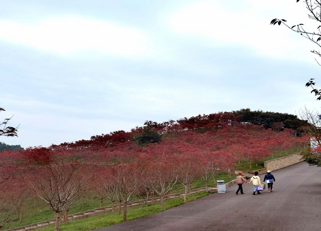 重慶南湖多彩植物園