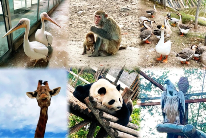 呼和浩特大青山野生動物園2.png