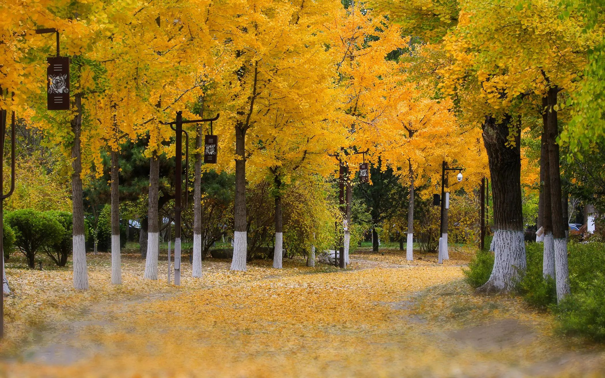 北京南海子公園